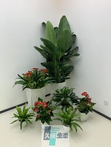 海宁办公室花卉绿植租摆简约组合